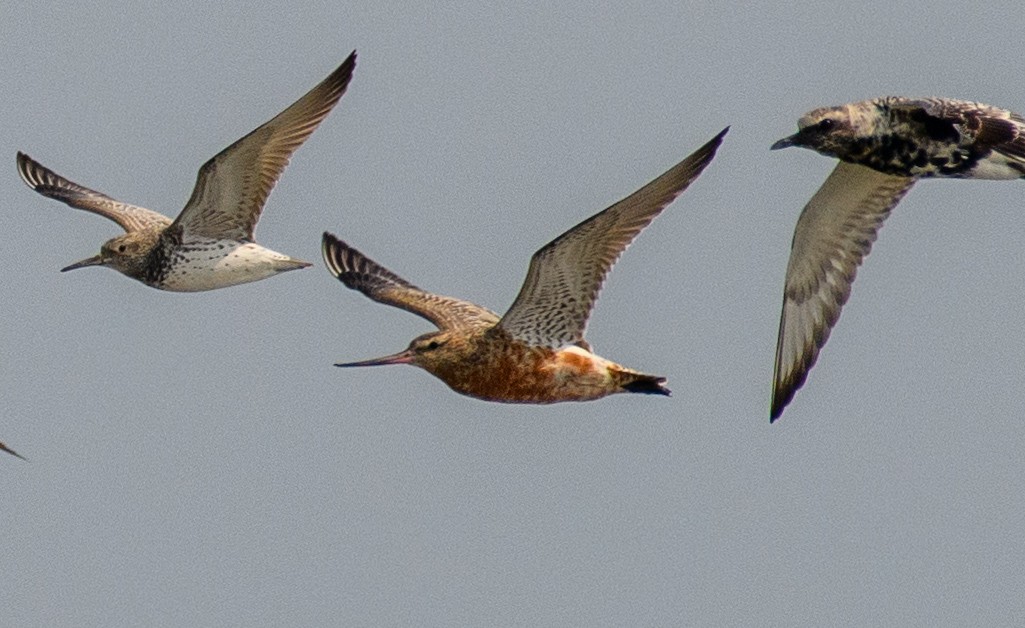 Bar-tailed Godwit - Suvadip Kundu