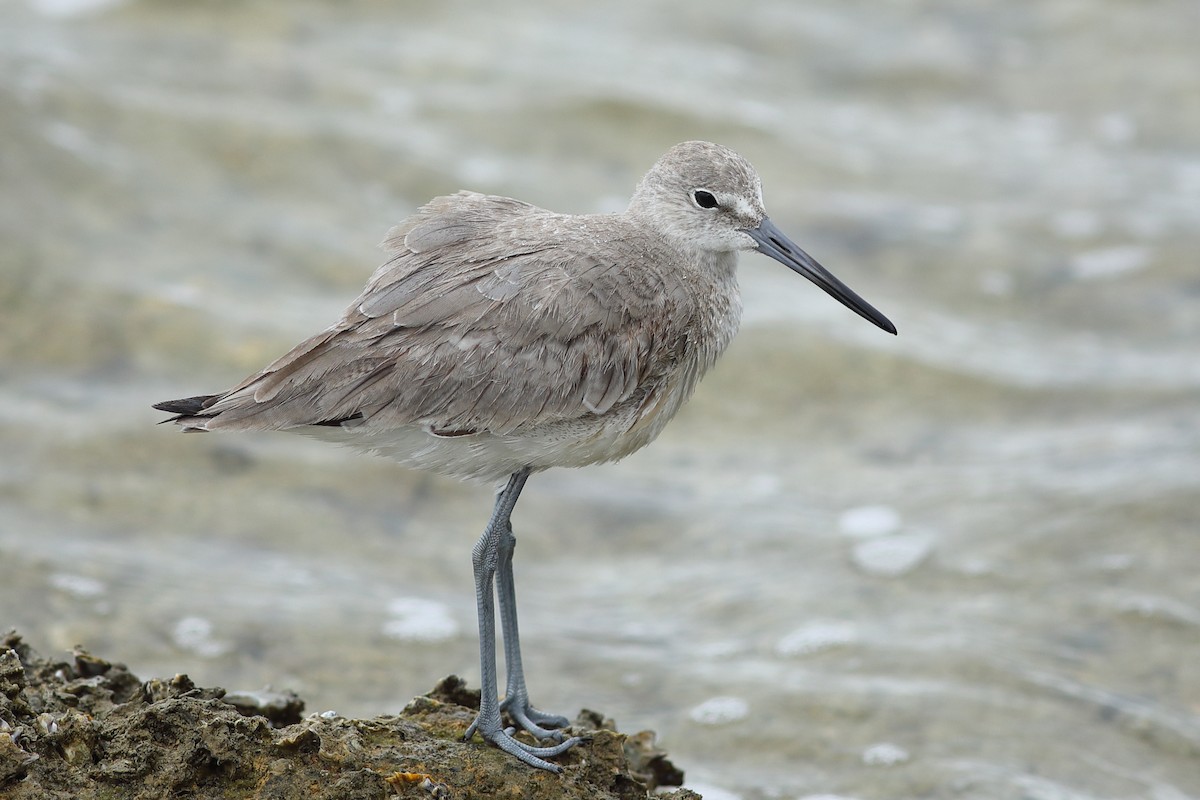 Willet - ML616589371