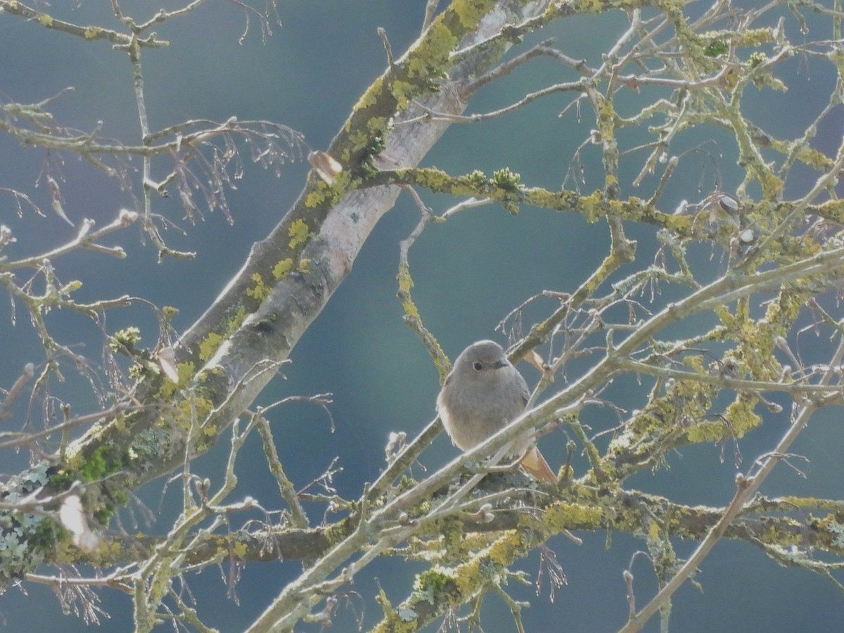 Black Redstart - Anja Kahl