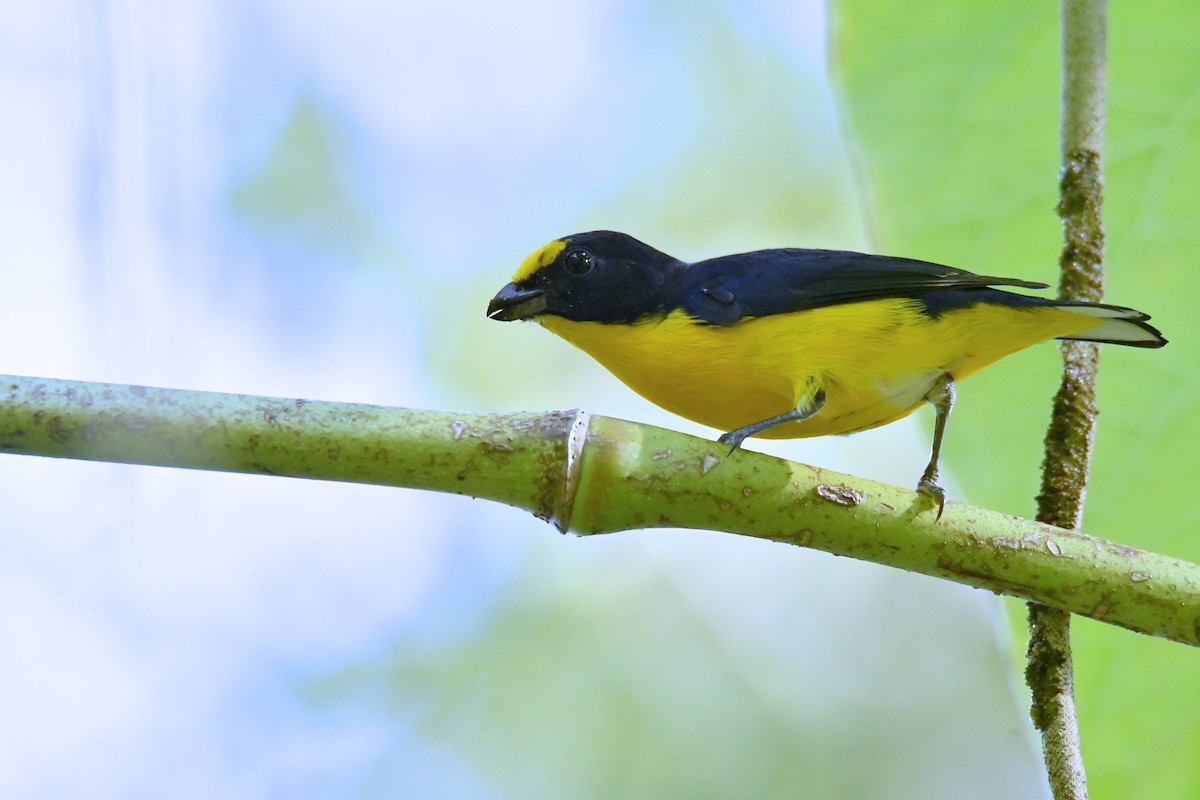 Yellow-throated Euphonia - ML616589447