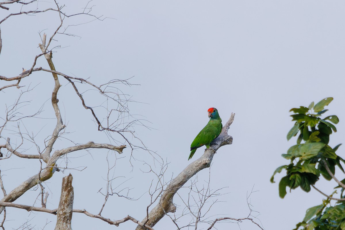 Red-browed Parrot - ML616589462