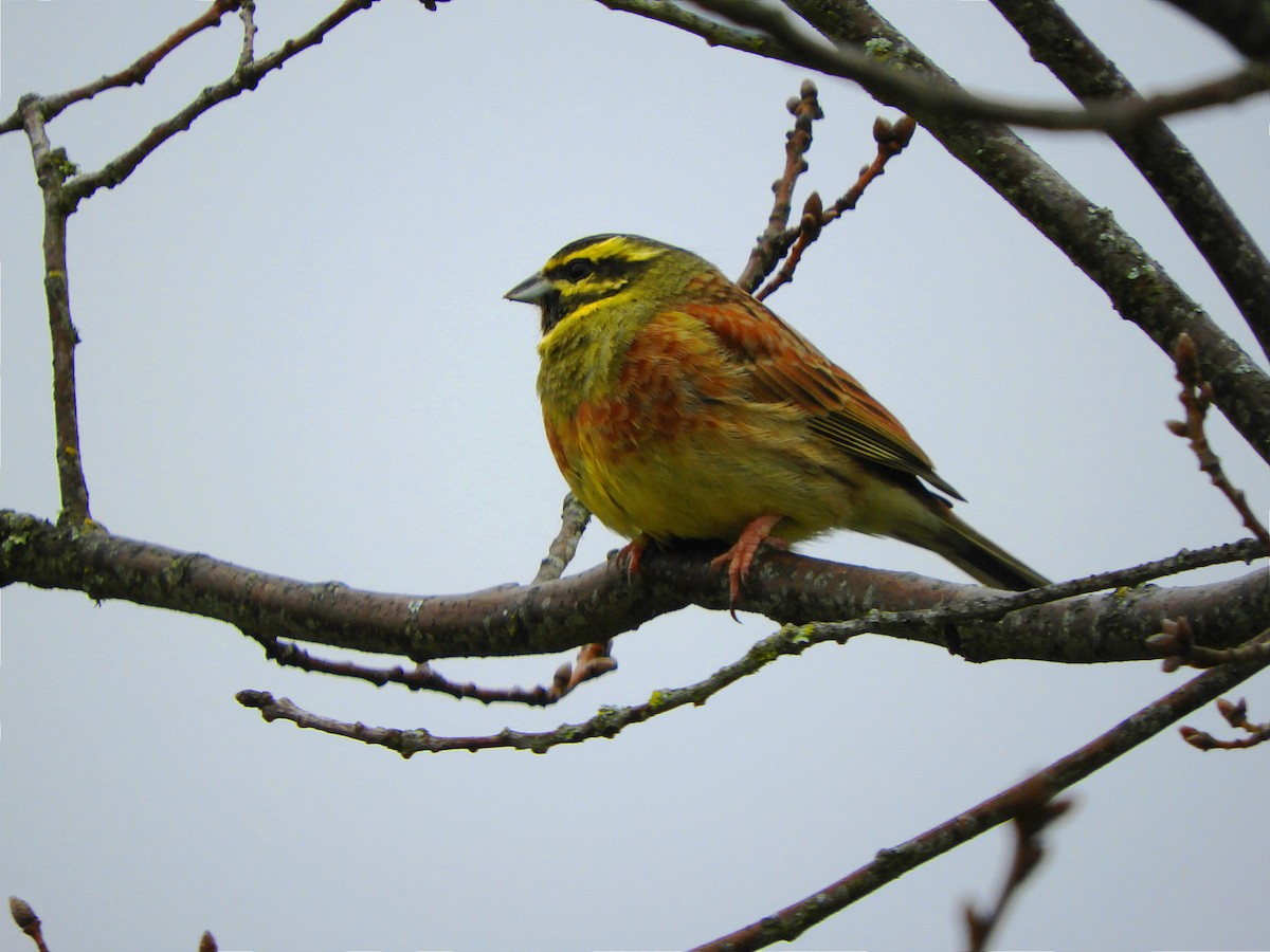 Cirl Bunting - ML616589464