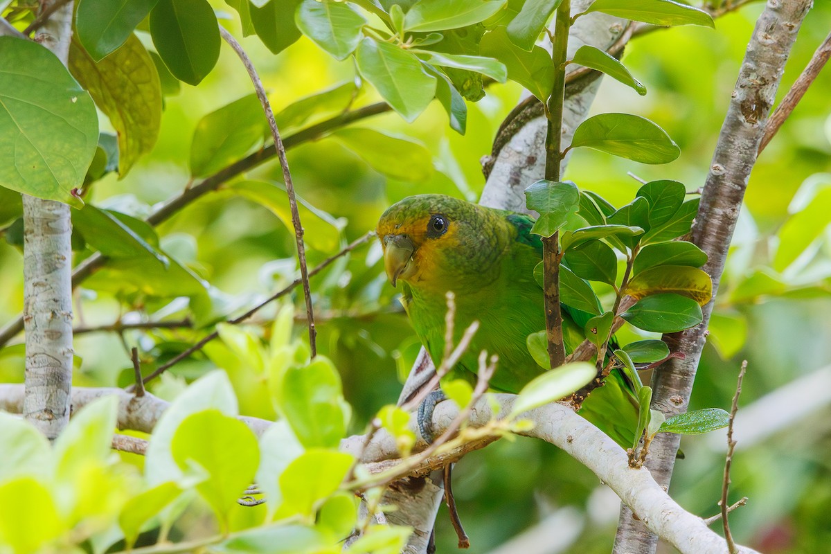 Golden-tailed Parrotlet - ML616589470