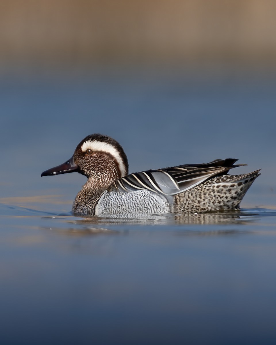 Garganey - Ertuğrul Divlecen