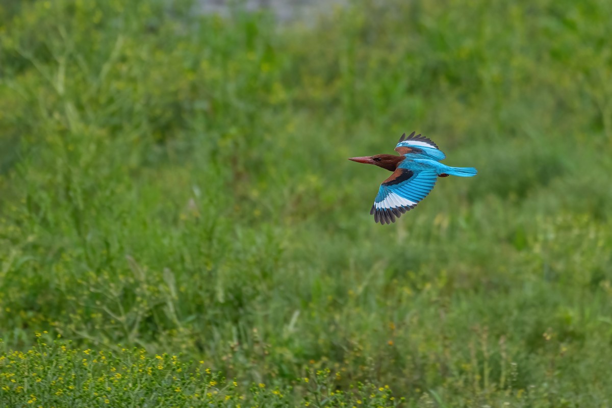 White-throated Kingfisher - ML616589509