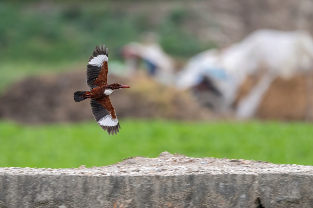 White-throated Kingfisher - ML616589512