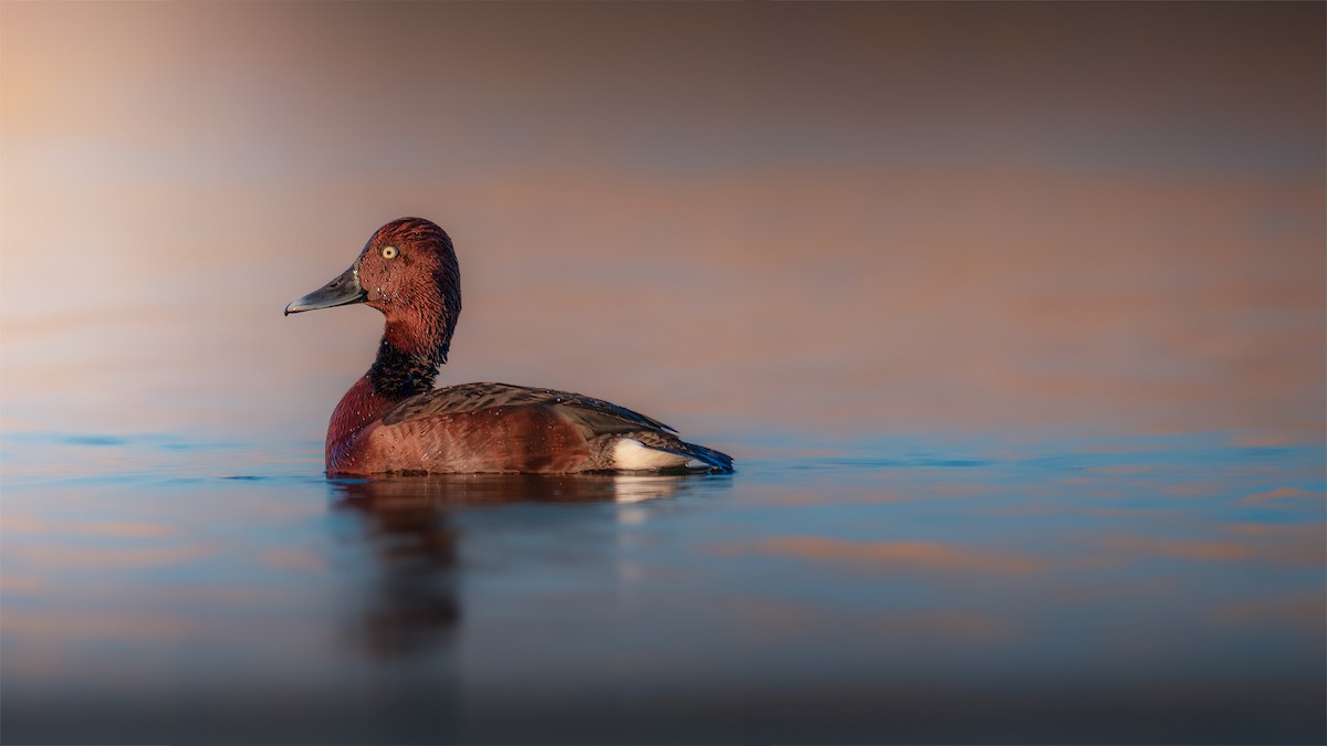 Ferruginous Duck - ML616589536