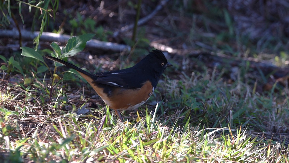 Eastern Towhee - ML616589549