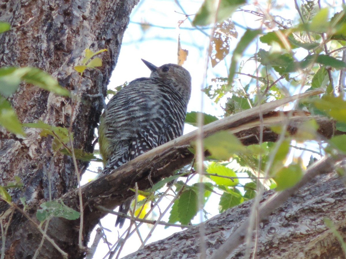 Williamson's Sapsucker - ML616589572