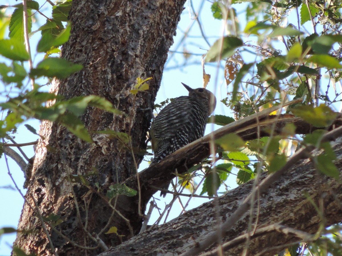 Williamson's Sapsucker - Kitawna Hoover