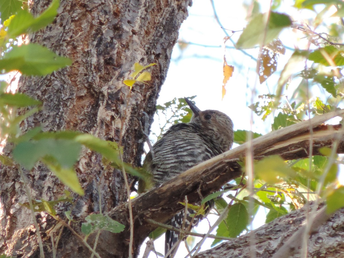 Williamson's Sapsucker - ML616589579