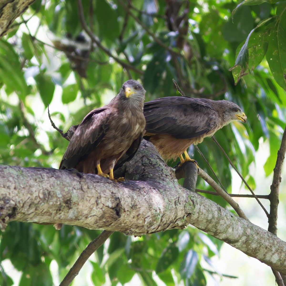 Black Kite - ML616589584