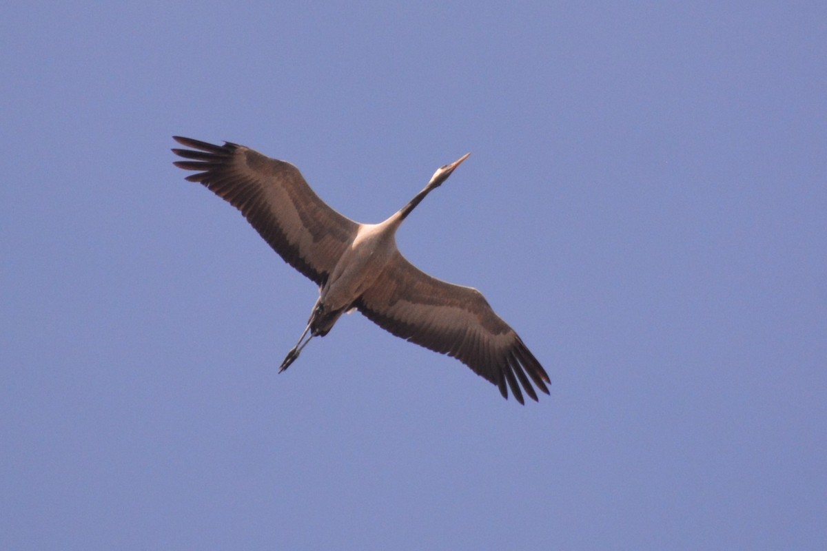 Common Crane - ML616589615