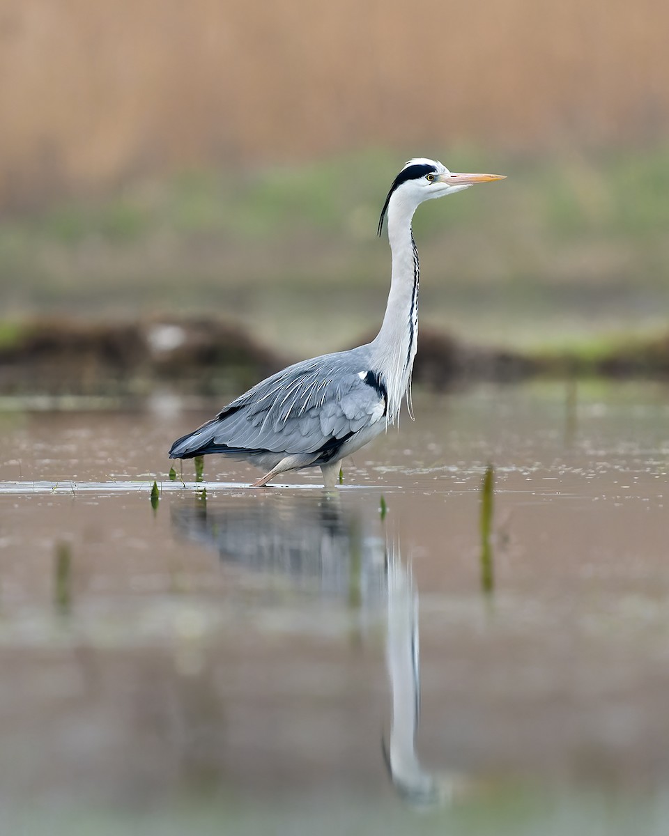 Gray Heron - ML616589647