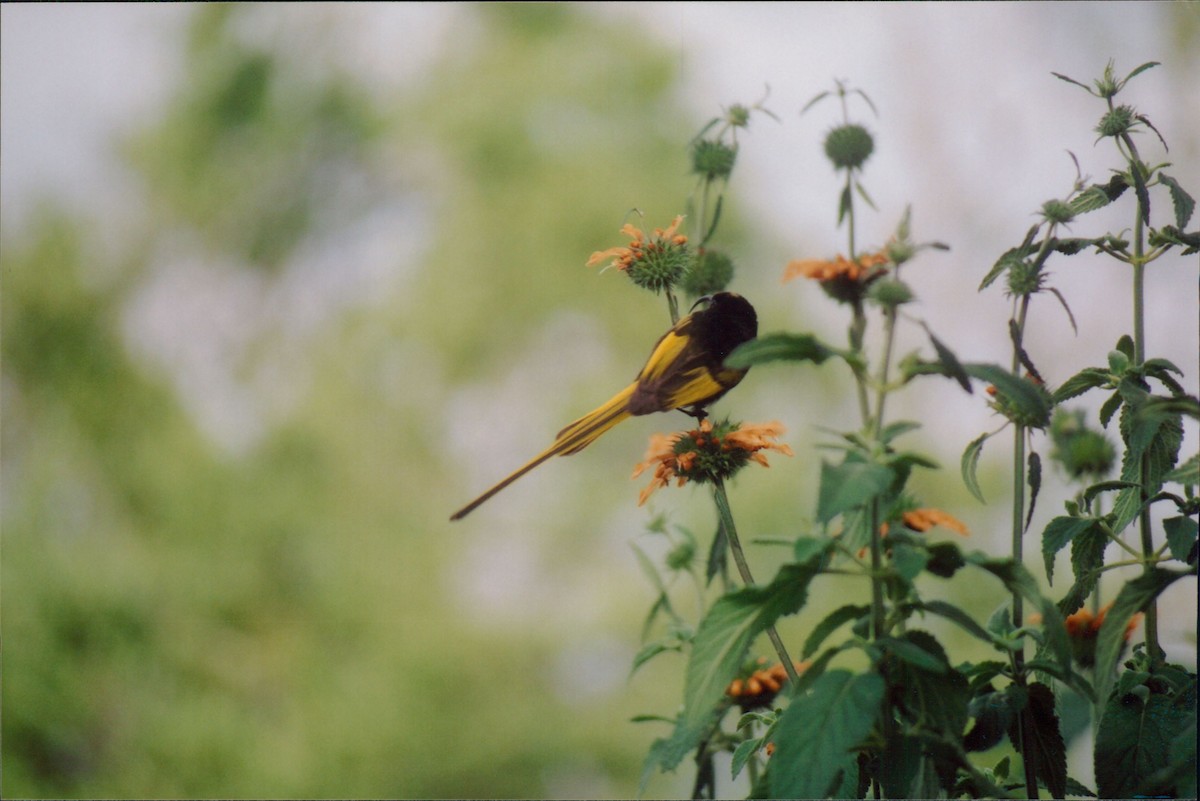 Golden-winged Sunbird - Itay Berger