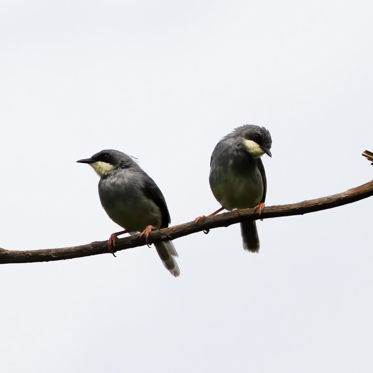 White-chinned Prinia - ML616589654