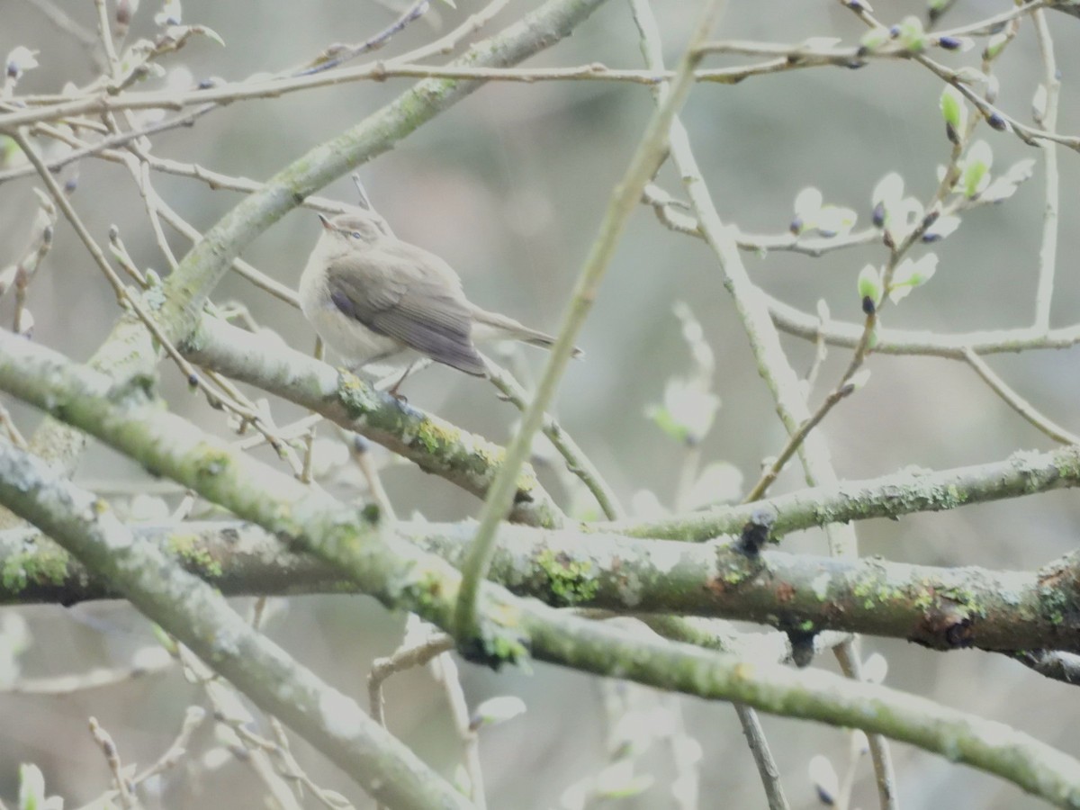 Common Chiffchaff - Anja Kahl