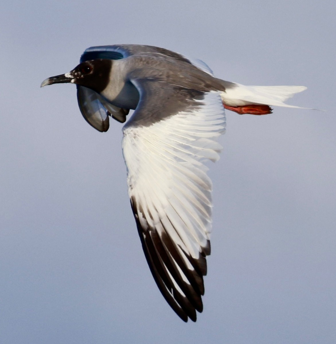 Swallow-tailed Gull - ML616589680