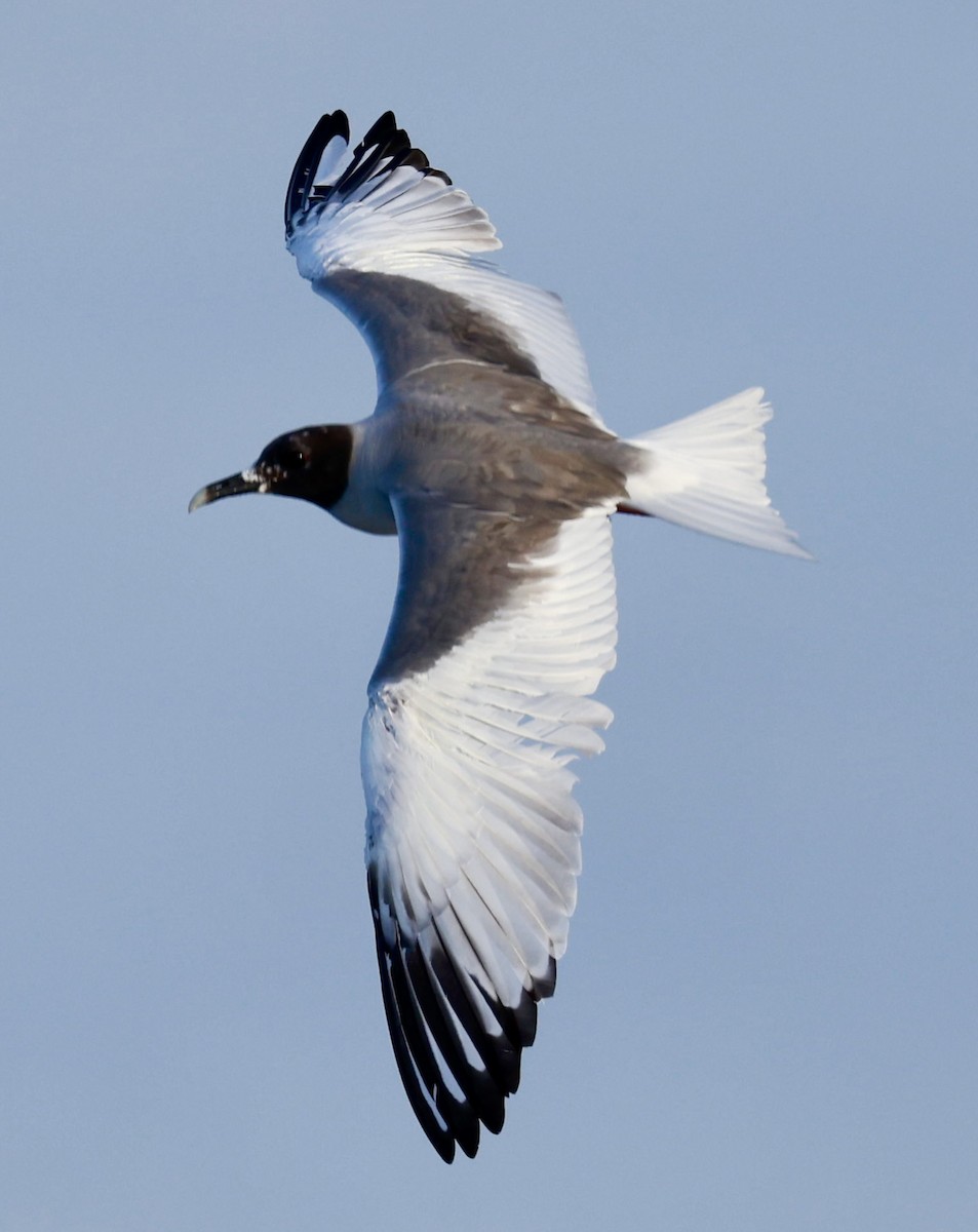 Swallow-tailed Gull - Jeff Skevington