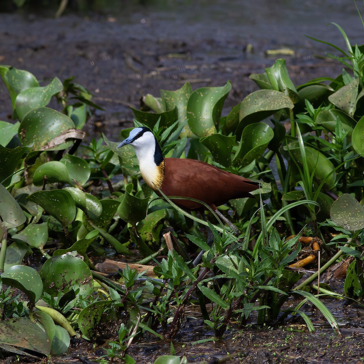 Jacana à poitrine dorée - ML616589688