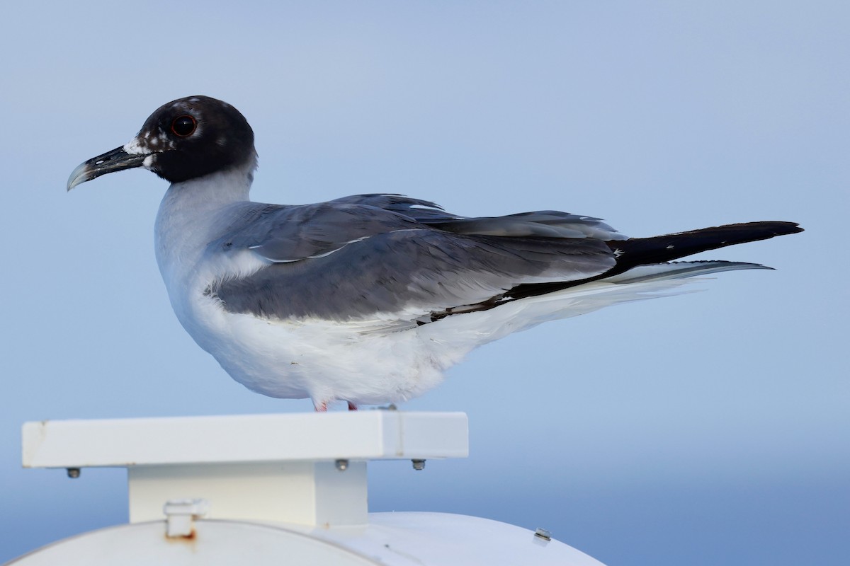 Swallow-tailed Gull - Jeff Skevington
