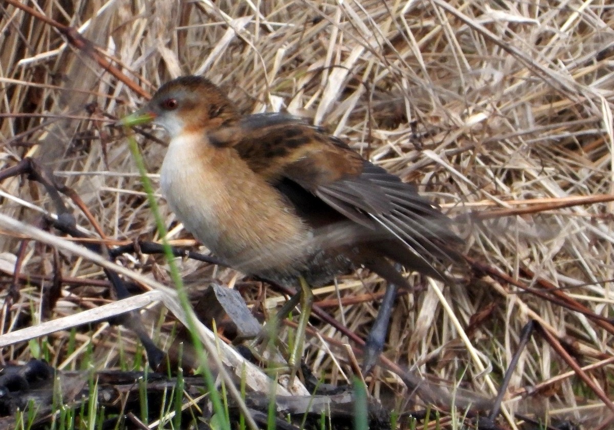 Little Crake - Elio Giacone