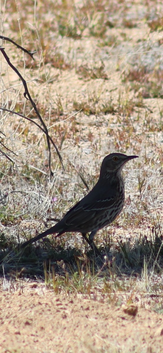 Sage Thrasher - Keith Larson