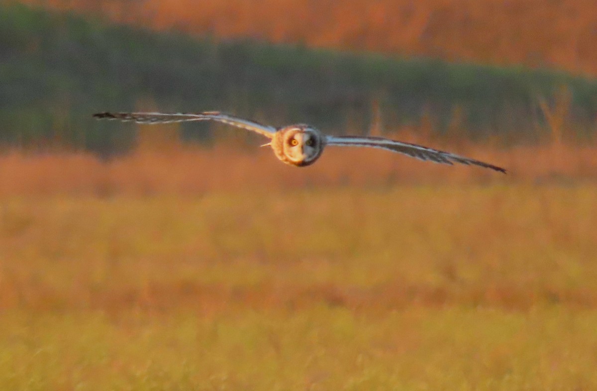 Short-eared Owl - Linda Vitchock