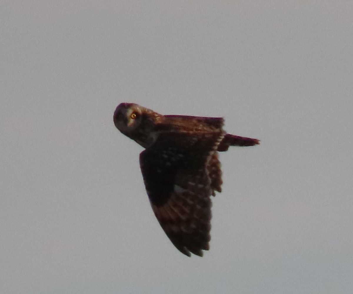 Short-eared Owl - ML616589724