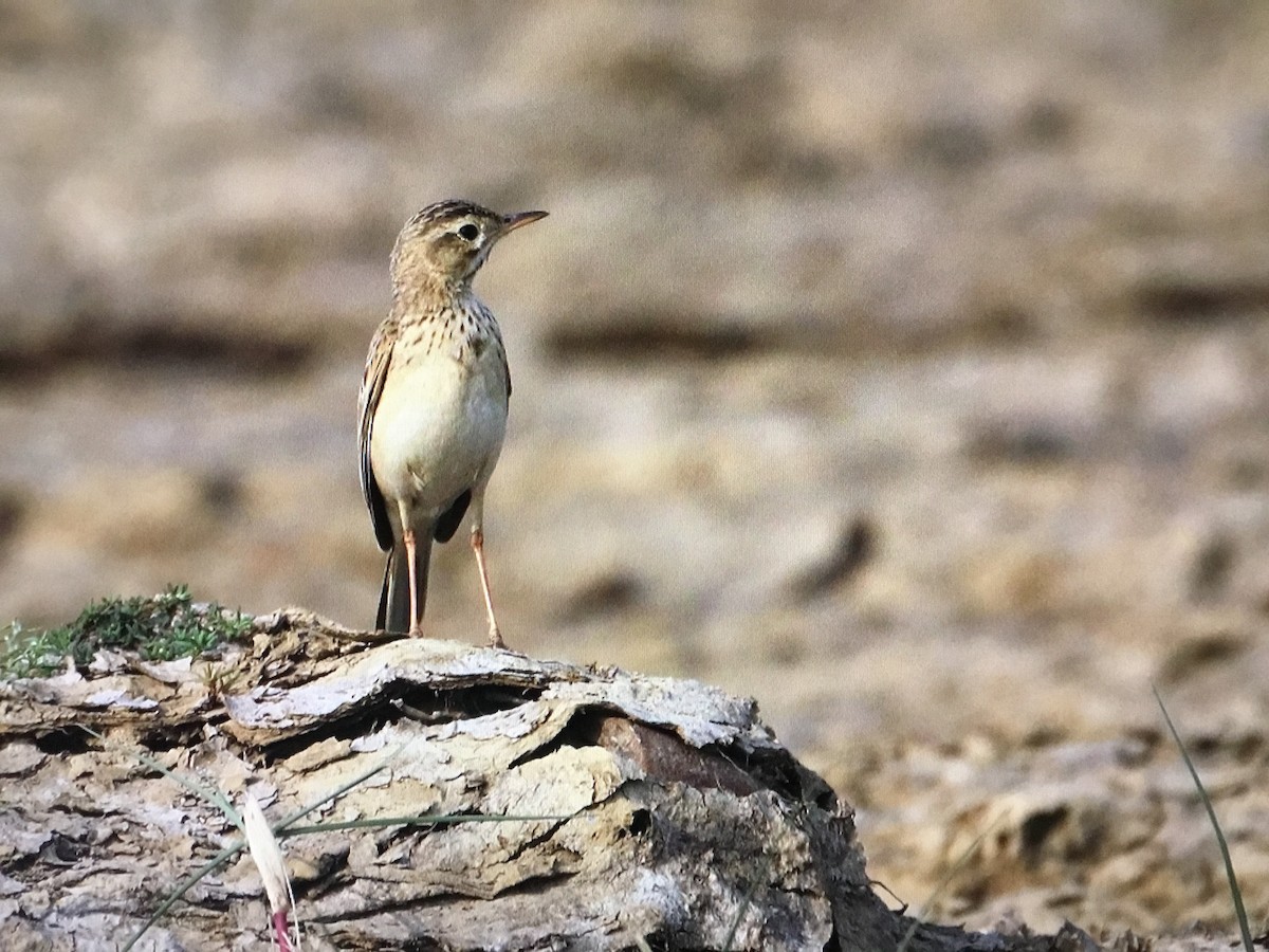 Paddyfield Pipit - Snehes Bhoumik