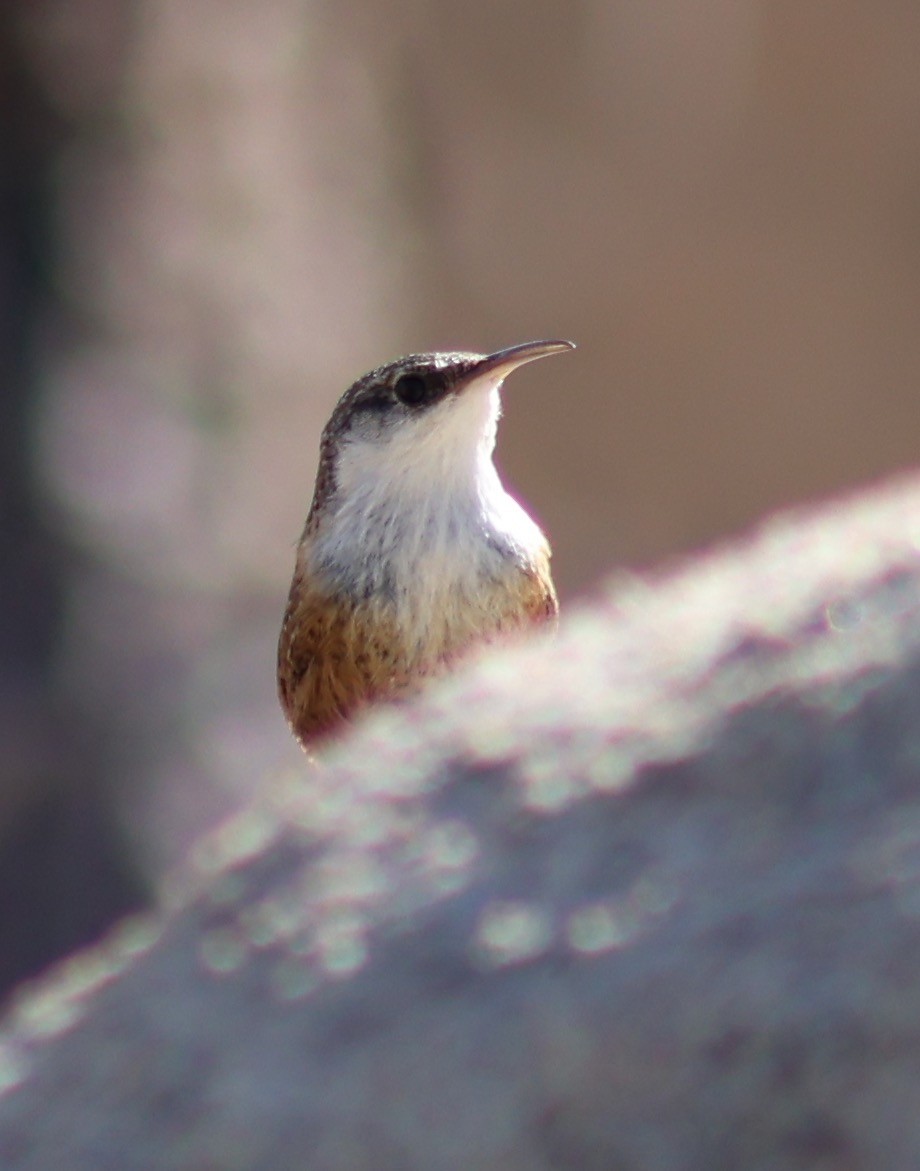 Canyon Wren - Keith Larson