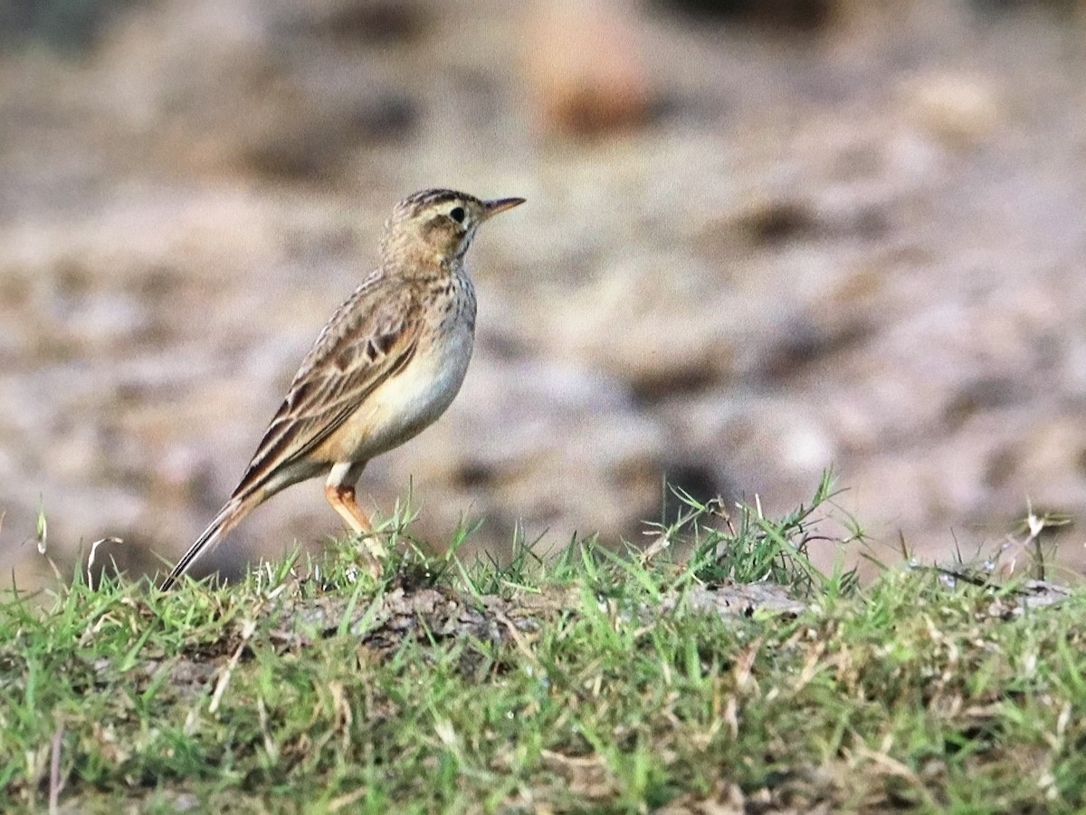 Paddyfield Pipit - Snehes Bhoumik