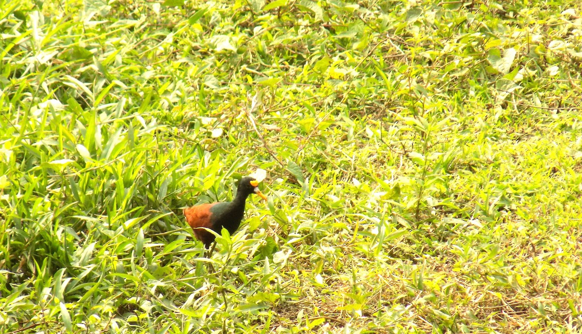 Northern Jacana - ML616589752