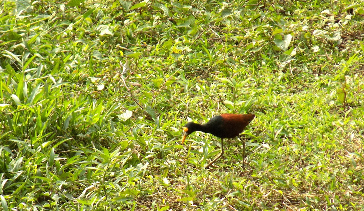 Northern Jacana - ML616589753