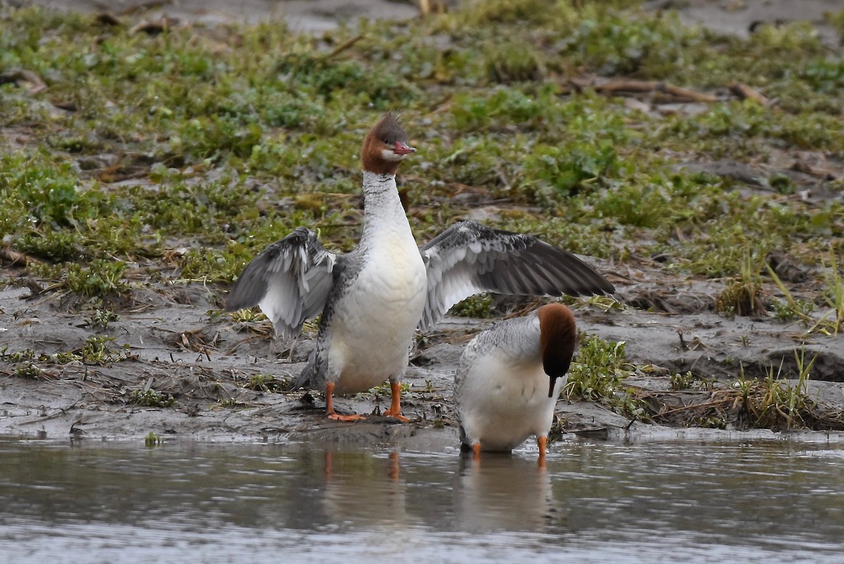 Common Merganser - Patricia Zucco