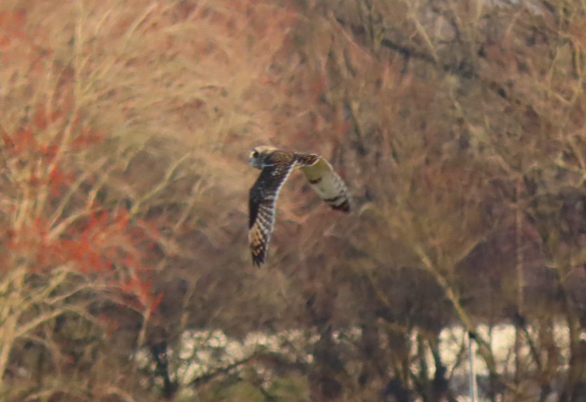 Short-eared Owl - Linda Vitchock