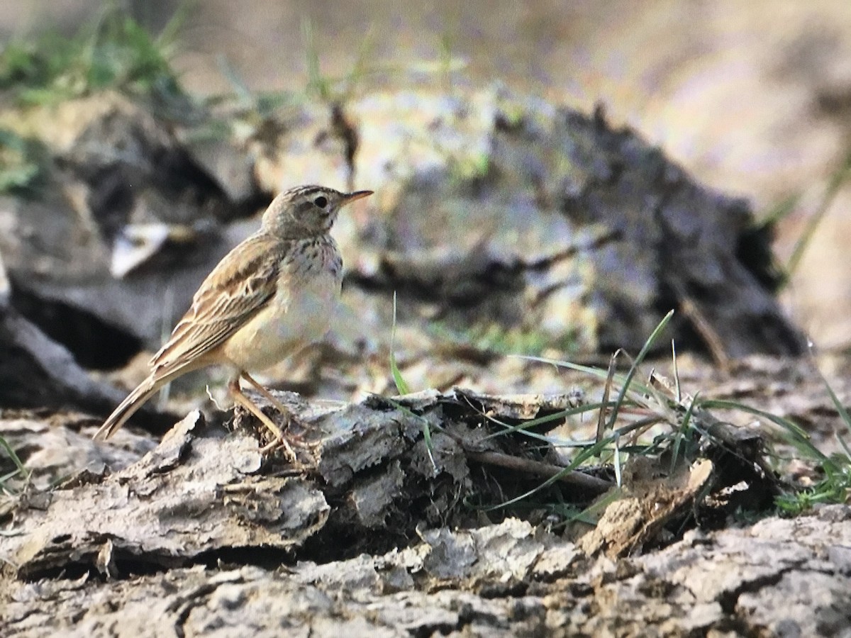 Paddyfield Pipit - ML616589768