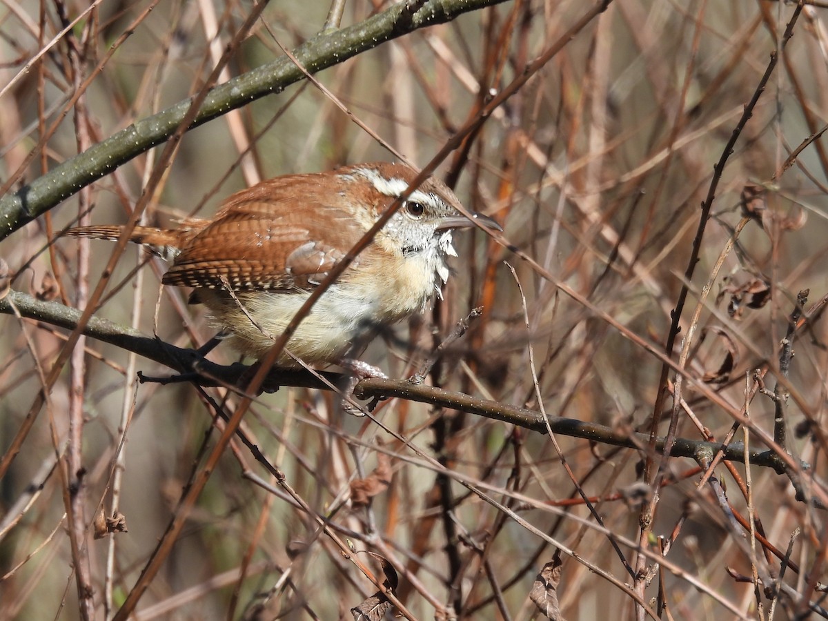 Carolina Wren - Debbie Wright