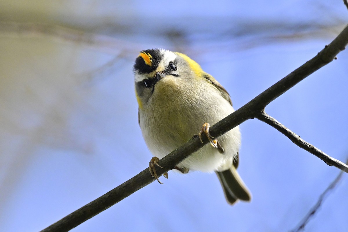 Common Firecrest - Gerd Schön