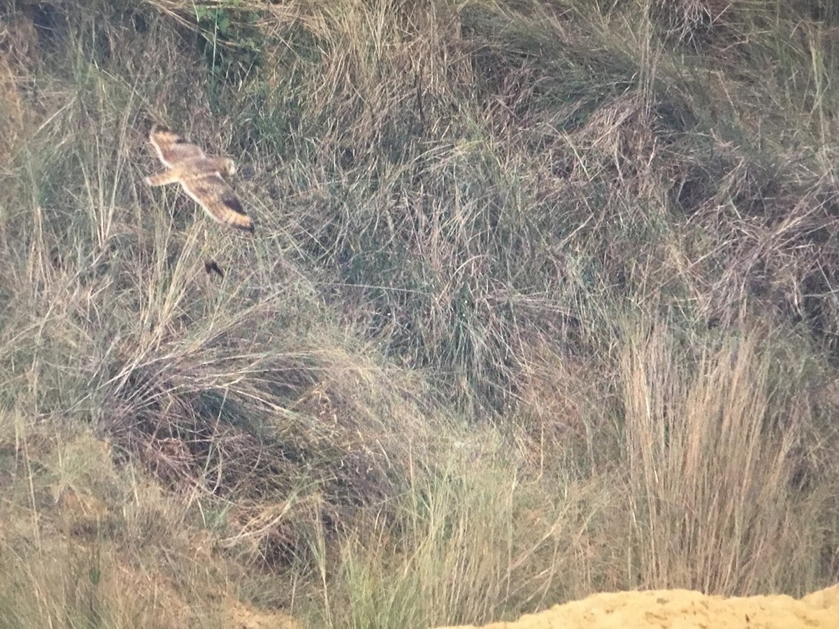 Short-eared Owl - ML616589812