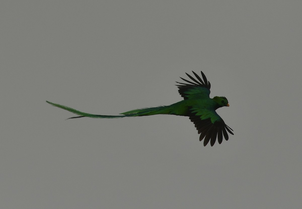 Resplendent Quetzal - ML616589834