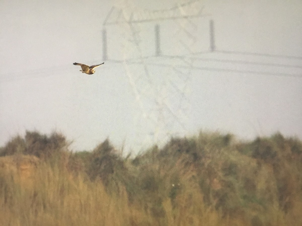 Short-eared Owl - ML616589885