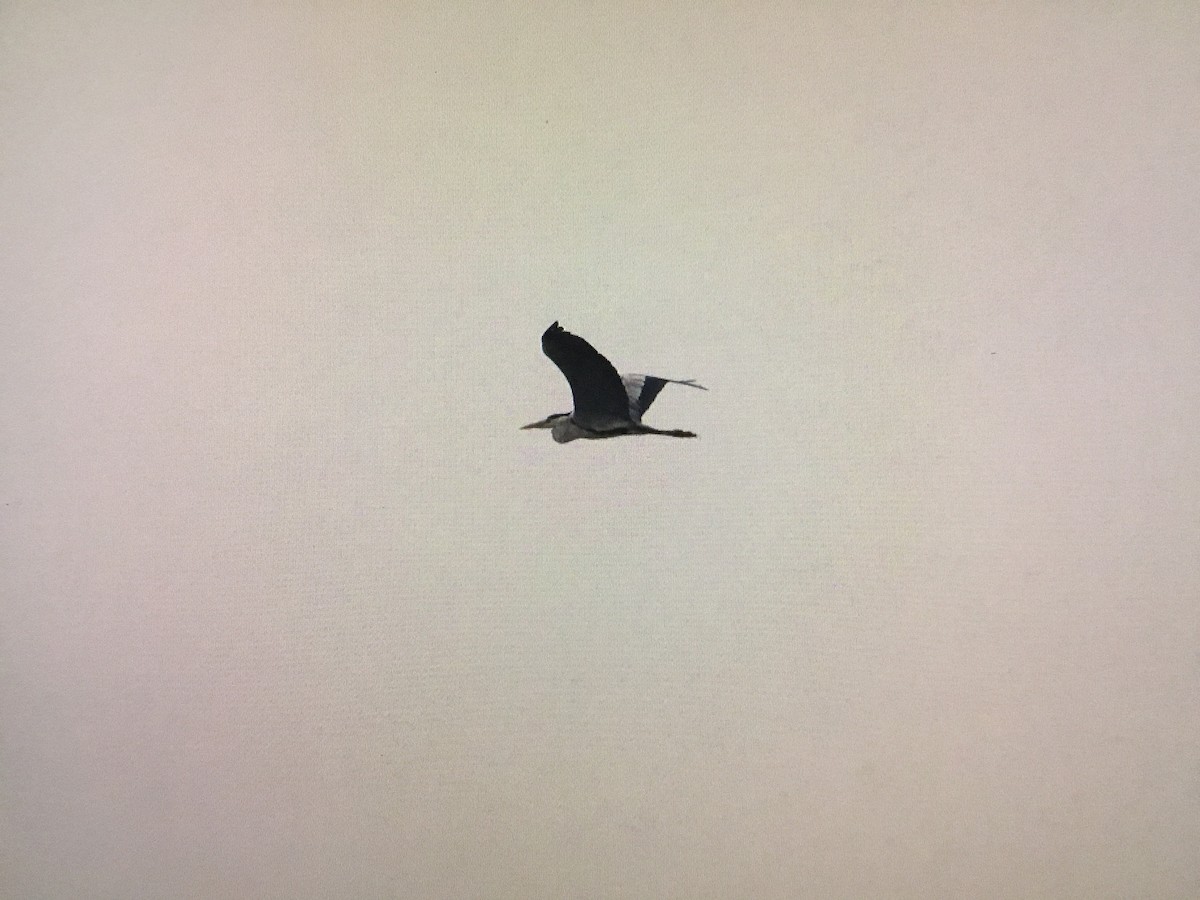 Gray Heron - Snehes Bhoumik