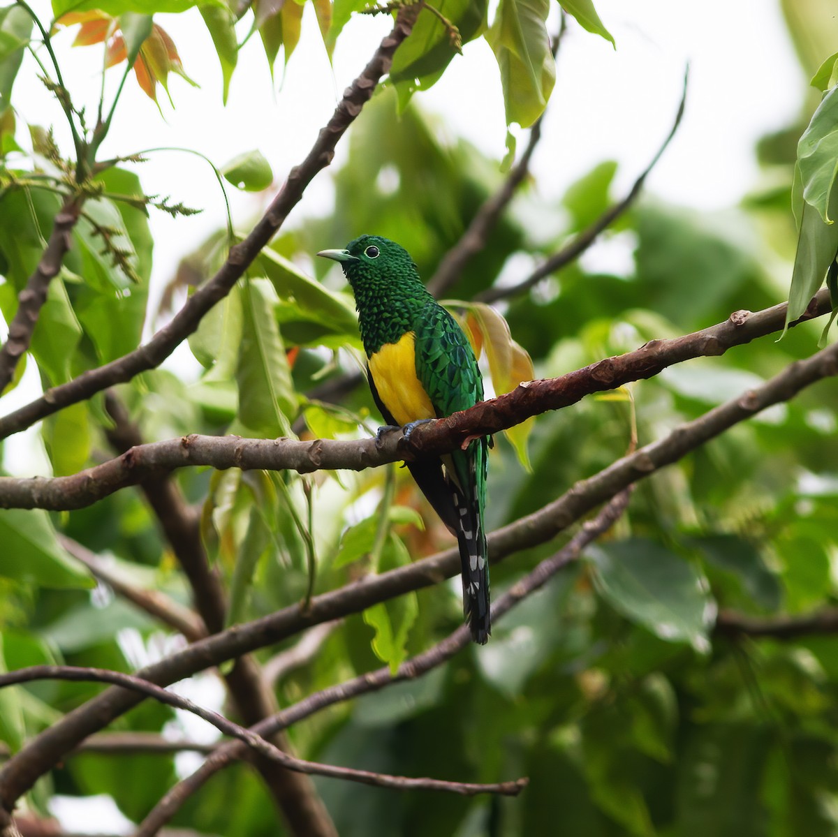 African Emerald Cuckoo - ML616589927