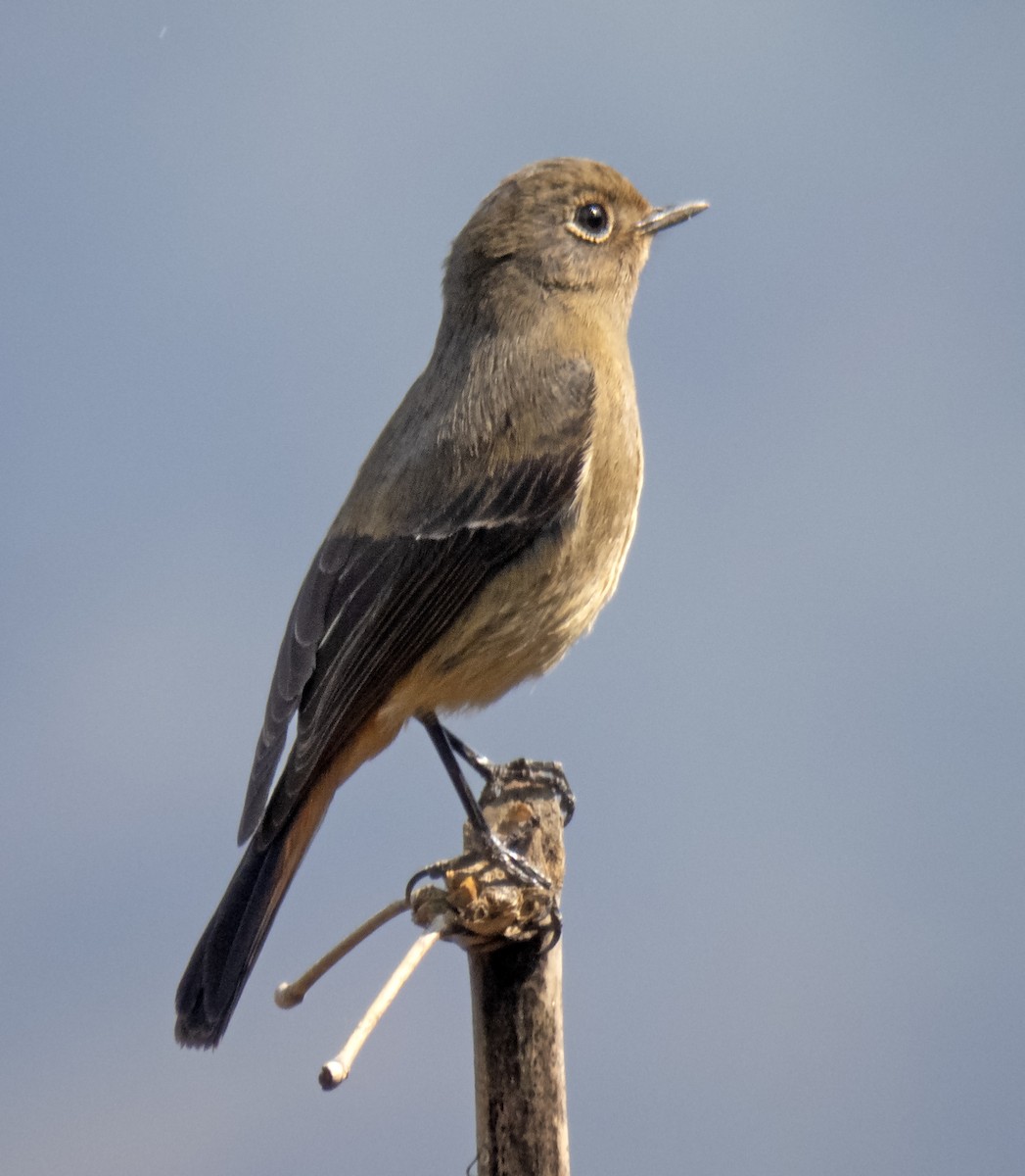 Blue-fronted Redstart - ML616589961