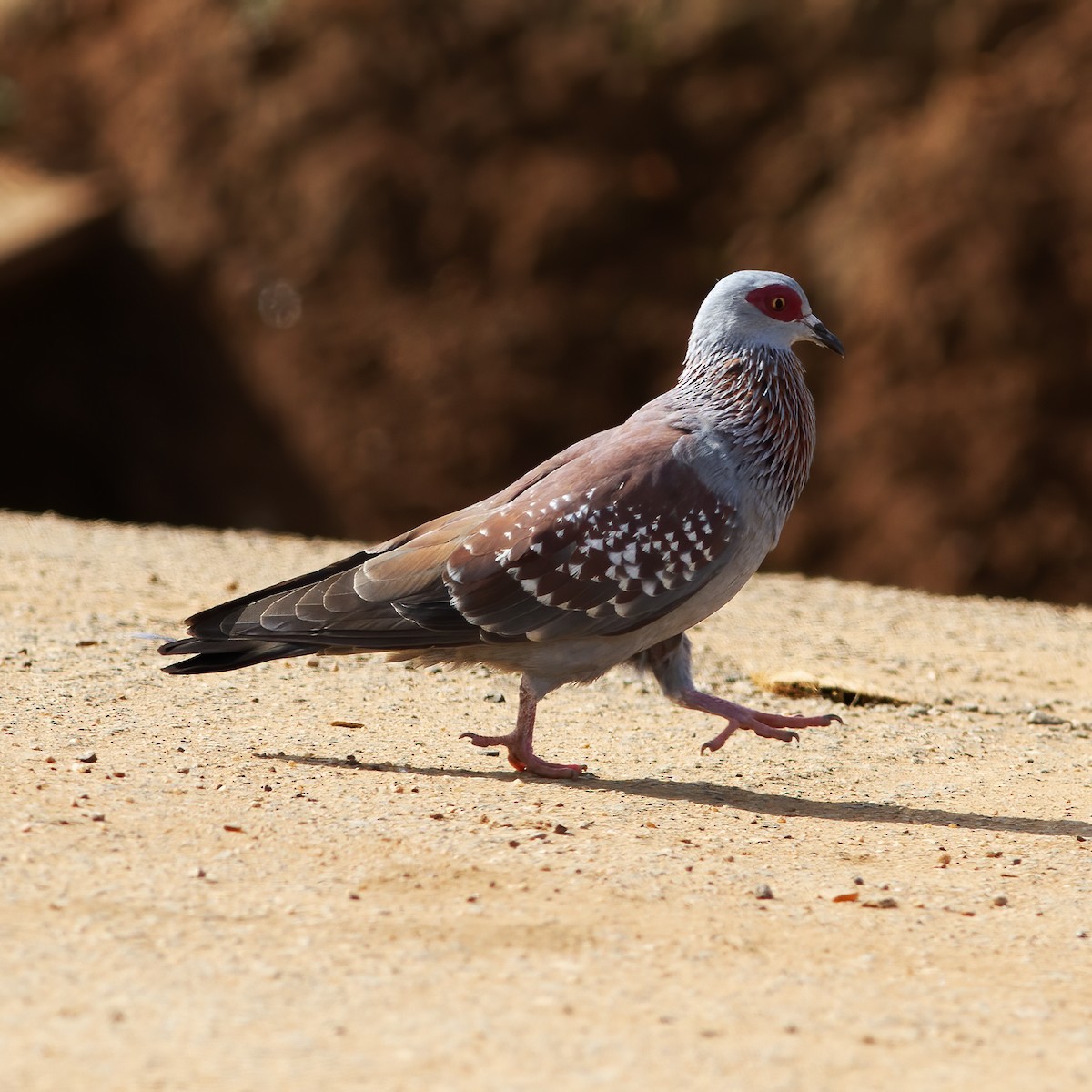 Speckled Pigeon - Gary Rosenberg