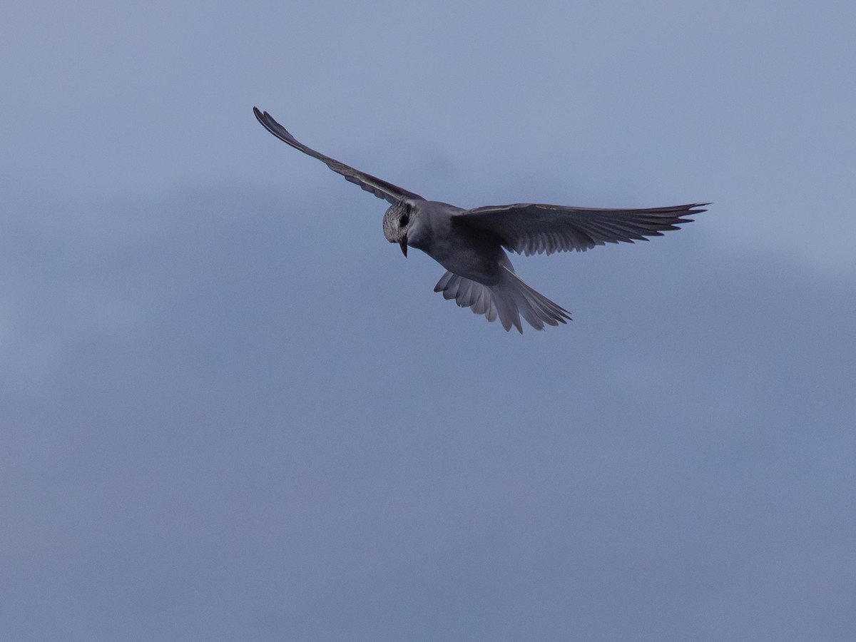 Black-fronted Tern - ML616589971