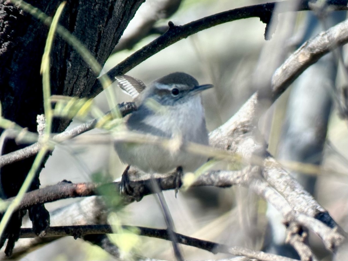 Bewick's Wren - ML616589994