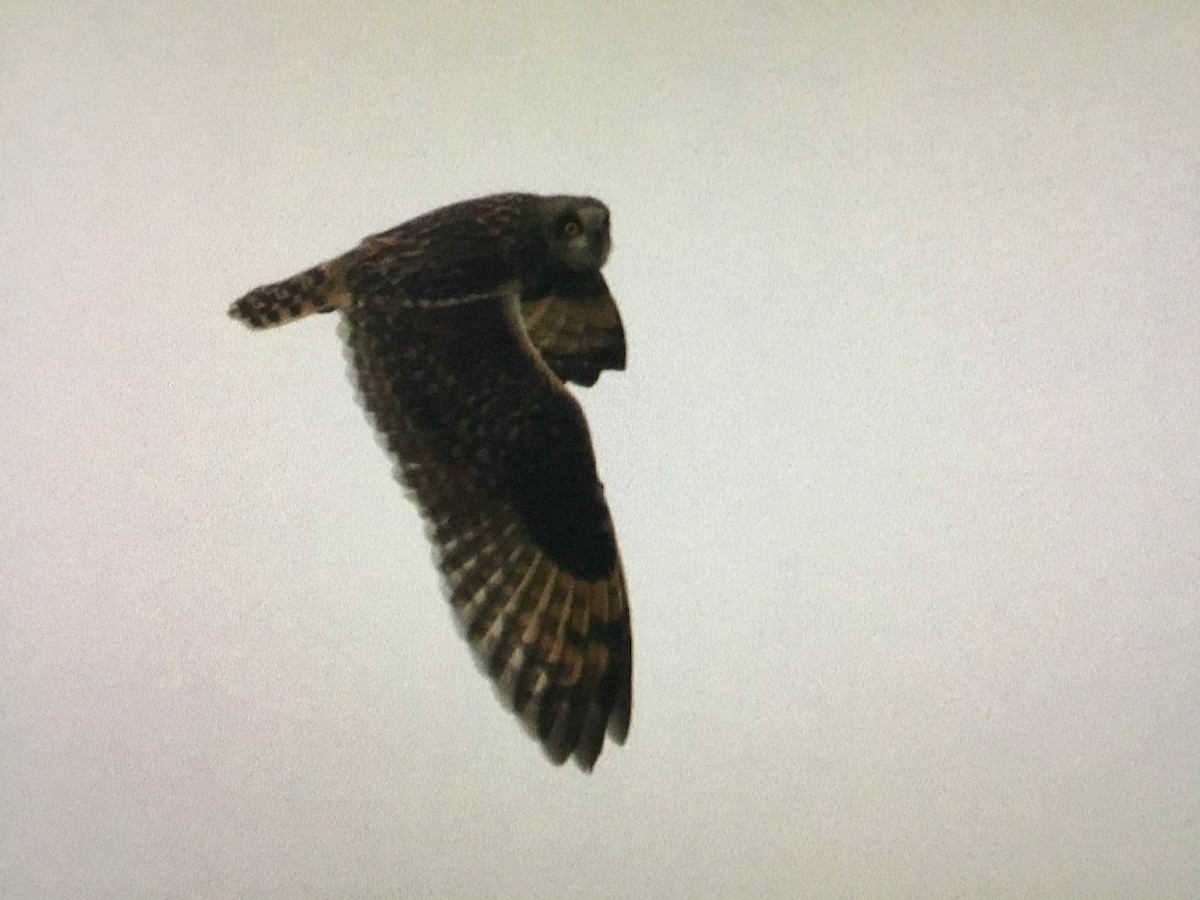 Short-eared Owl - Snehes Bhoumik