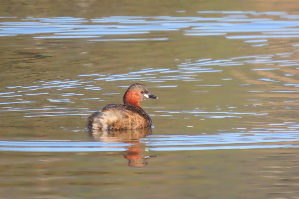 Little Grebe - ML616590019